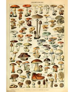 Mushrooms - Shroom ID Chart  